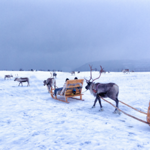balade en rennes en Laponie finlandaise