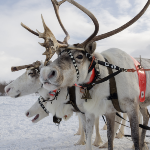 les rennes en Laponie Suédoise